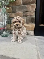 Sage, a male Poodle - Miniature  for sale in West Plains, MO – 5 of 6