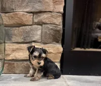 Milo, a male Yorkshire Terrier for sale in West Plains, MO – 6 of 6