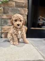 Stu, a male Poodle - Miniature  for sale in West Plains, MO – 4 of 4