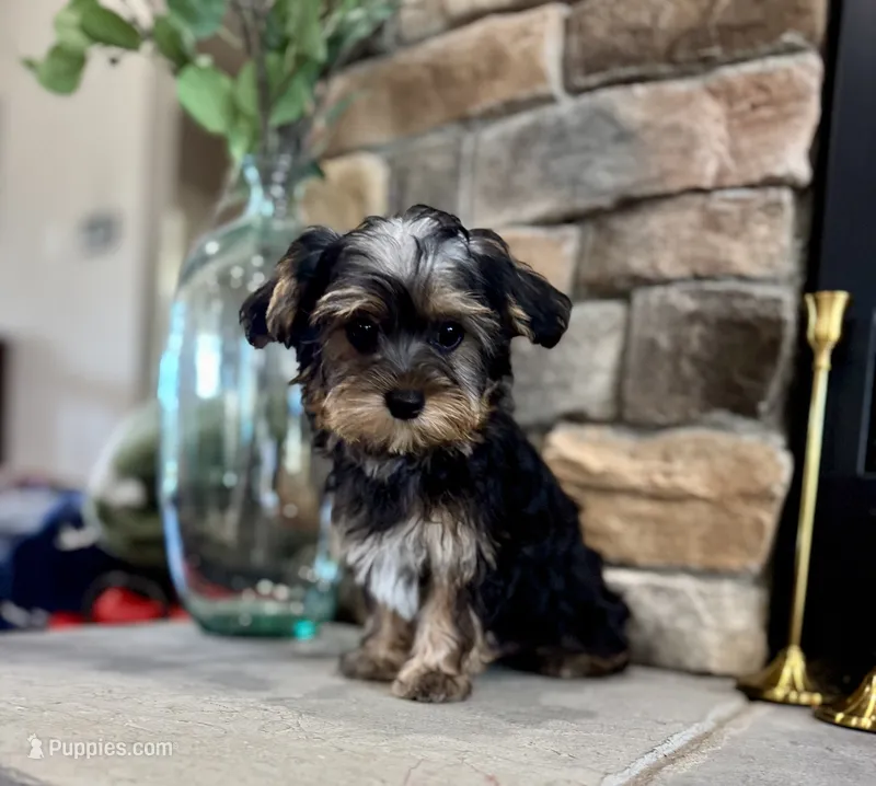 Benji – Yorkipoo puppy for sale in West Plains, MO