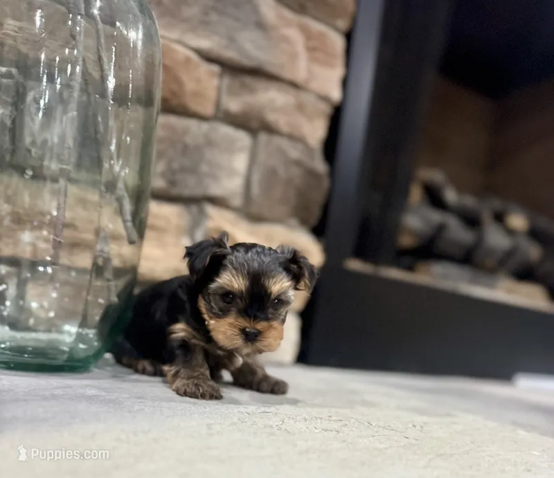 Cam – Yorkshire Terrier puppy for sale in West Plains, MO