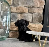Blaze, a male Yorkipoo for sale in West Plains, MO – 4 of 4