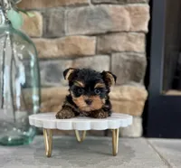 Deja, a female Yorkshire Terrier for sale in West Plains, MO – 3 of 5