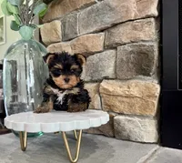 Deja, a female Yorkshire Terrier for sale in West Plains, MO – 5 of 5