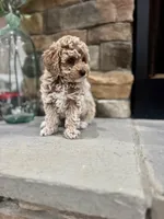 Sage, a male Poodle - Miniature  for sale in West Plains, MO – 2 of 6