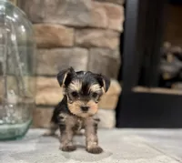 Milo, a male Yorkshire Terrier for sale in West Plains, MO – 2 of 6