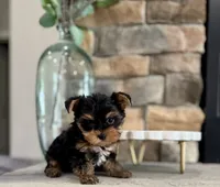 Deja, a female Yorkshire Terrier for sale in West Plains, MO – 4 of 5