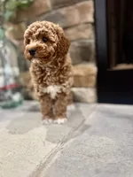 Skye, a female Poodle - Miniature  for sale in West Plains, MO – 2 of 6
