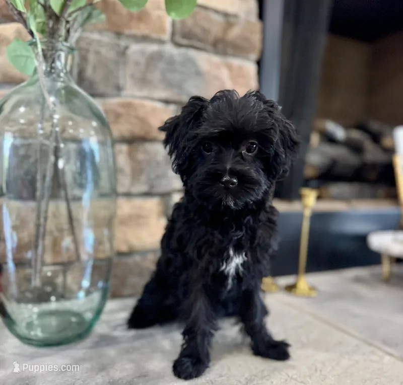 Blaze – Yorkipoo puppy for sale in West Plains, MO
