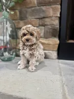 Sage, a male Poodle - Miniature  for sale in West Plains, MO – 4 of 6