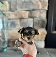 Clea , a female Yorkshire Terrier for sale in West Plains, MO – Photo 3 of 6