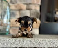 Clea , a female Yorkshire Terrier for sale in West Plains, MO – Photo 2 of 6