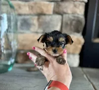 Clea , a female Yorkshire Terrier for sale in West Plains, MO – Photo 5 of 6