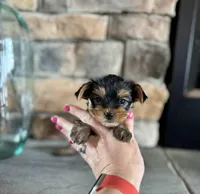 Clea , a female Yorkshire Terrier for sale in West Plains, MO – Photo 4 of 6