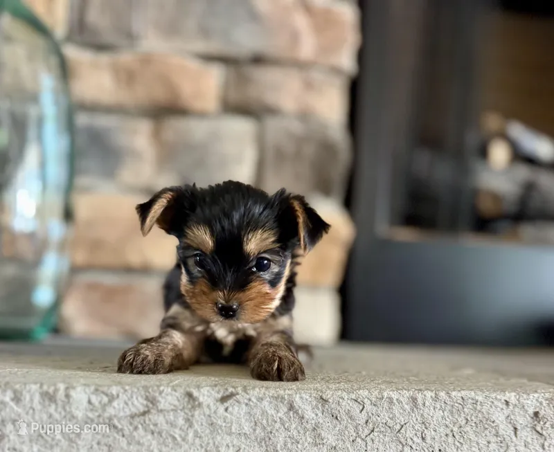 Clea , a female Yorkshire Terrier for sale in West Plains, MO – Photo 1 of 6