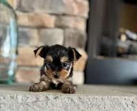 Clea , a female Yorkshire Terrier for sale in West Plains, MO – Photo 1 of 6