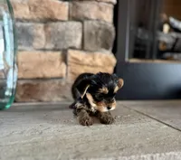 Clea , a female Yorkshire Terrier for sale in West Plains, MO – Photo 6 of 6