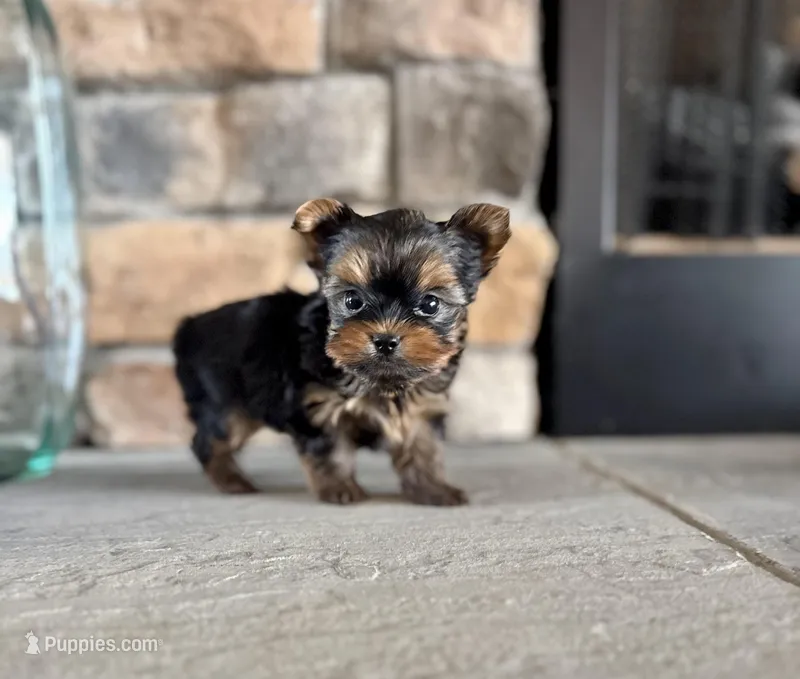 Cinch  – Yorkshire Terrier puppy for sale in West Plains, MO
