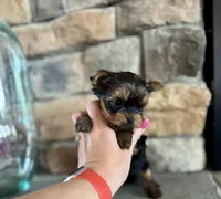 Cinch , a male Yorkshire Terrier for sale in West Plains, MO – Photo 2 of 5