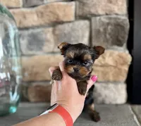 Cinch , a male Yorkshire Terrier for sale in West Plains, MO – Photo 3 of 5