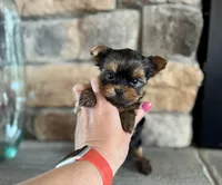 Cinch , a male Yorkshire Terrier for sale in West Plains, MO – Photo 4 of 5