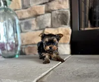 Cinch , a male Yorkshire Terrier for sale in West Plains, MO – Photo 5 of 5