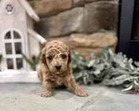 Suzie, a female Poodle - Miniature  for sale in West Plains, MO – Photo 5 of 5