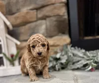 Suzie, a female Poodle - Miniature  for sale in West Plains, MO – Photo 4 of 5