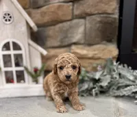 Suzie, a female Poodle - Miniature  for sale in West Plains, MO – Photo 1 of 5