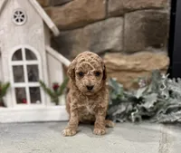 Suzie, a female Poodle - Miniature  for sale in West Plains, MO – Photo 2 of 5