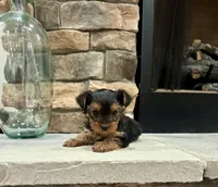 Guy, a male Yorkshire Terrier for sale in West Plains, MO – 5 of 5