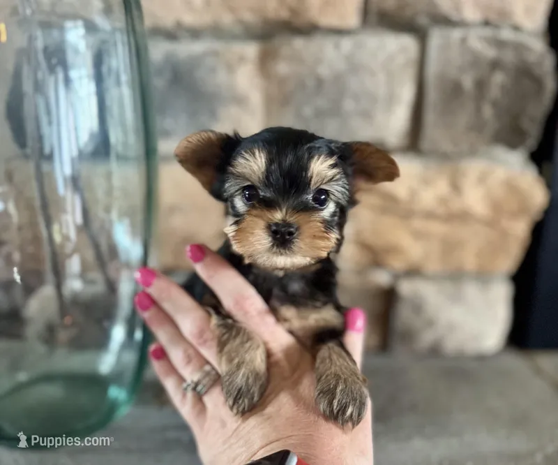 Clark – Yorkshire Terrier puppy for sale in West Plains, MO