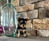 Clark, a male Yorkshire Terrier for sale in West Plains, MO – Photo 3 of 5