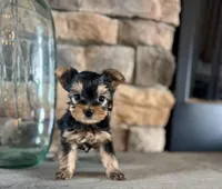 Clark, a male Yorkshire Terrier for sale in West Plains, MO – Photo 2 of 5