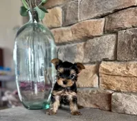 Clark, a male Yorkshire Terrier for sale in West Plains, MO – Photo 5 of 5