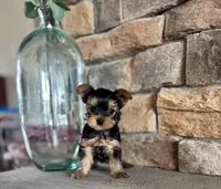 Clark, a male Yorkshire Terrier for sale in West Plains, MO – Photo 4 of 5