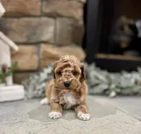 Samuel, a male Poodle - Miniature  for sale in West Plains, MO – Photo 5 of 6