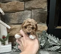 Samuel, a male Poodle - Miniature  for sale in West Plains, MO – Photo 2 of 6