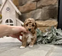 Samuel, a male Poodle - Miniature  for sale in West Plains, MO – Photo 6 of 6