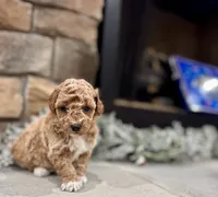 Samuel, a male Poodle - Miniature  for sale in West Plains, MO – Photo 3 of 6