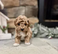 Samuel, a male Poodle - Miniature  for sale in West Plains, MO – Photo 1 of 6