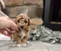 Samuel, a male Poodle - Miniature  for sale in West Plains, MO – Photo 4 of 6