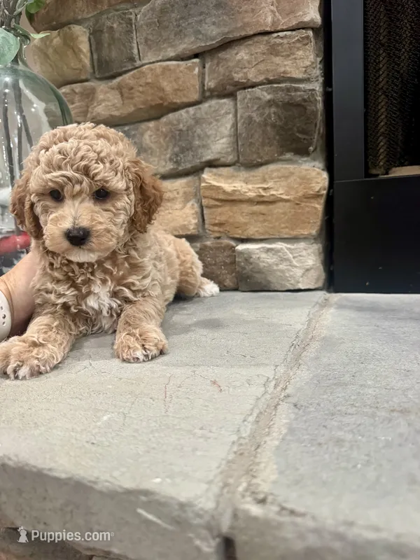 Stu – Poodle - Miniature  puppy for sale in West Plains, MO