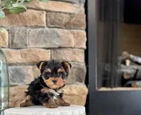 Deja, a female Yorkshire Terrier for sale in West Plains, MO – 2 of 5