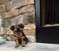 Guy, a male Yorkshire Terrier for sale in West Plains, MO – 3 of 5