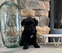 Lena, a female Yorkipoo for sale in West Plains, MO – 2 of 3