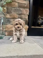 Sage, a male Poodle - Miniature  for sale in West Plains, MO – 1 of 6