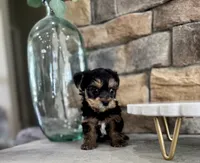 Benji, a male Yorkipoo for sale in West Plains, MO – 4 of 5