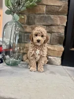 Stu, a male Poodle - Miniature  for sale in West Plains, MO – 2 of 4