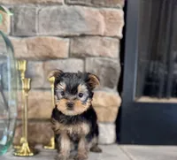 Maui, a male Yorkshire Terrier for sale in West Plains, MO – Photo 5 of 5